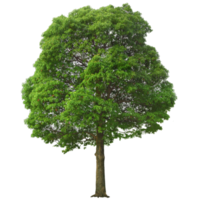 Green forest tree transparent background free png